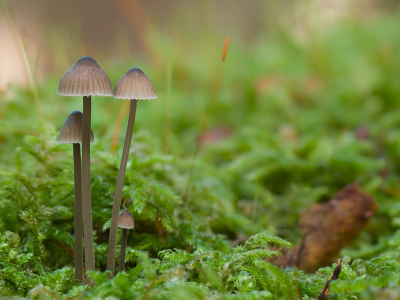 Mycena erubescens